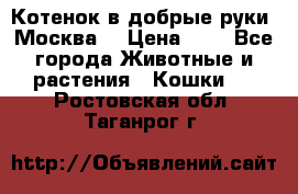 Котенок в добрые руки. Москва. › Цена ­ 5 - Все города Животные и растения » Кошки   . Ростовская обл.,Таганрог г.